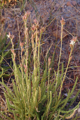 Horkeliella congdonis