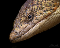 Abronia lythrochila