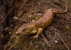 Abronia lythrochila