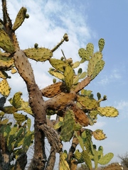 Opuntia lasiacantha
