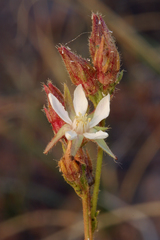 Horkeliella congdonis