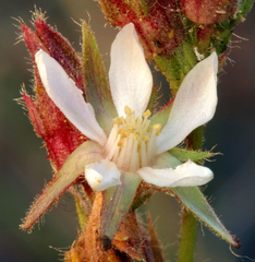 Horkeliella congdonis