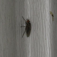 Sphaeroceroidea