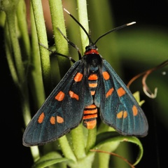 Amata chromatica