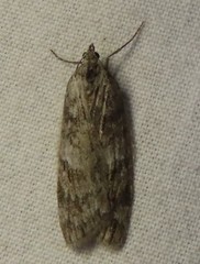 Oreana unicolorella