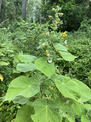 Abutilon auritum