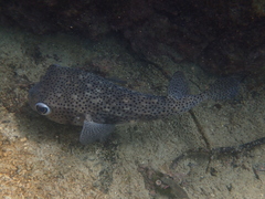 Chilomycterus reticulatus