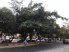 Ficus crocata