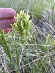 Lithospermum ruderale