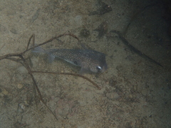 Chilomycterus reticulatus