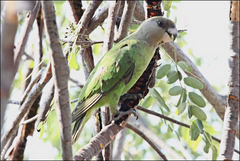 Poicephalus cryptoxanthus cryptoxanthus