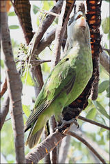 Poicephalus cryptoxanthus cryptoxanthus