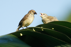 Camarhynchus pallidus