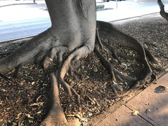 Ficus crocata