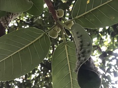 Ficus crocata