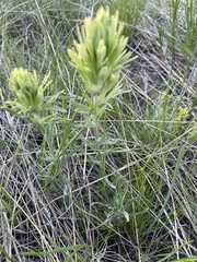 Lithospermum ruderale