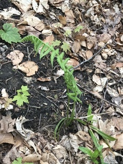 Deparia acrostichoides