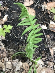 Deparia acrostichoides