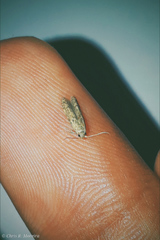 Tineidae