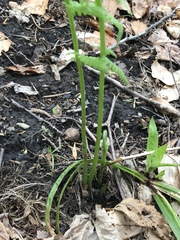 Deparia acrostichoides