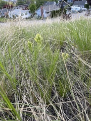 Lithospermum ruderale