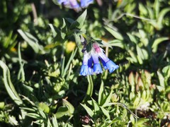 Mertensia oblongifolia