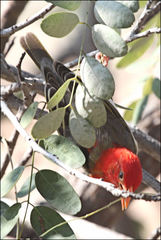 Anaplectes rubriceps rubriceps