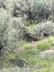 Lithospermum ruderale