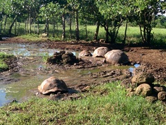 Chelonoidis niger porteri