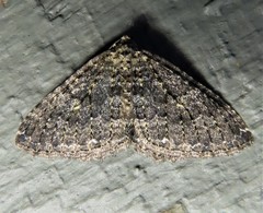 Triphosa californiata