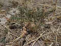 Astragalus thurberi