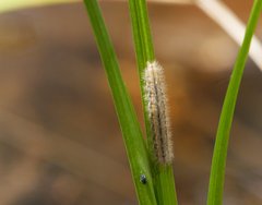 Cisseps fulvicollis