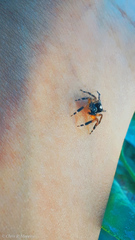 Salticidae