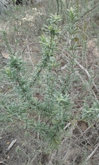 Conradina brevifolia