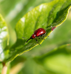 Merhynchites wickhami