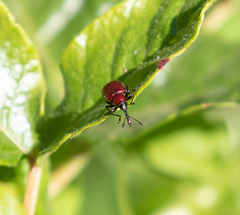 Merhynchites wickhami