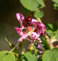 Merhynchites wickhami