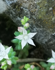 Sedum potosinum