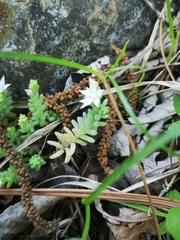 Sedum potosinum