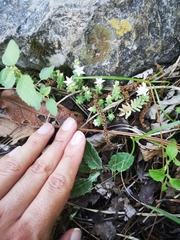 Sedum potosinum