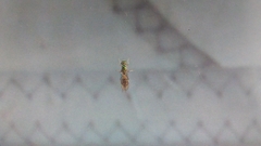 Stratiomyomorpha