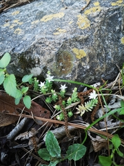 Sedum potosinum