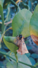 Salticidae