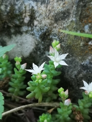 Sedum potosinum