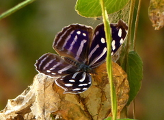 Myscelia cyaniris