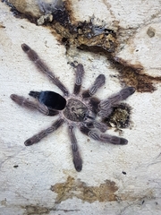 Psalmopoeus