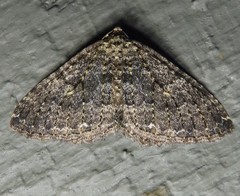 Triphosa californiata