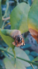 Salticidae
