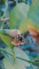 Salticidae