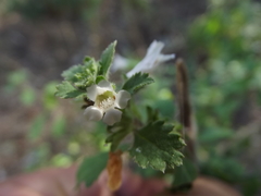 Capraria frutescens